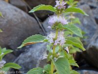 wild or field mint (<em>Mentha canadensis</em>)