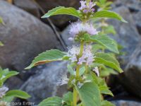 wild or field mint (<em>Mentha canadensis</em>)