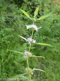 wild or field mint (<em>Mentha canadensis</em>)