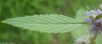 wild or field mint (<em>Mentha canadensis</em>)