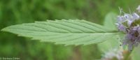 wild or field mint (<em>Mentha canadensis</em>)