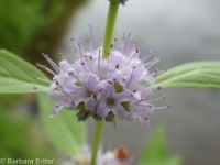 wild or field mint (<em>Mentha canadensis</em>)