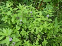 wild or field mint (<em>Mentha canadensis</em>)