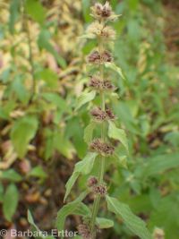 wild or field mint (<em>Mentha canadensis</em>)