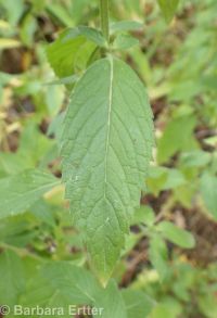 wild or field mint (<em>Mentha canadensis</em>)