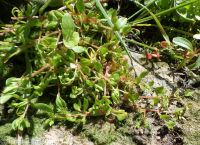 water chickweed (<em>Montia fontana</em>)