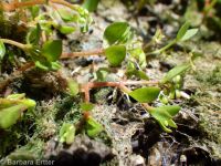 water chickweed (<em>Montia fontana</em>)