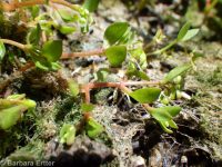 water chickweed (<em>Montia fontana</em>)