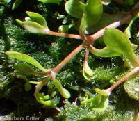 Montia fontana