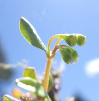 water chickweed (<em>Montia fontana</em>)