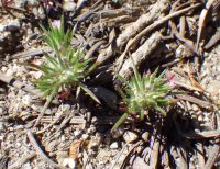 mountain or divaricate navarretia (<em>Navarretia divaricata</em>)