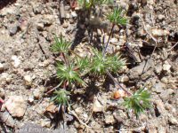 mountain or divaricate navarretia (<em>Navarretia divaricata</em>)