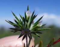 mountain or divaricate navarretia (<em>Navarretia divaricata</em>)