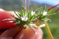 mountain or divaricate navarretia (<em>Navarretia divaricata</em>)