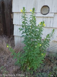 common evening-primrose (<em>Oenothera biennis</em>)
