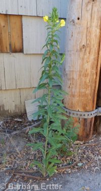common evening-primrose (<em>Oenothera biennis</em>)