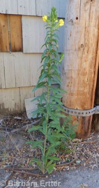 common evening-primrose (<em>Oenothera biennis</em>)