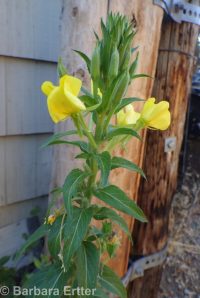 common evening-primrose (<em>Oenothera biennis</em>)