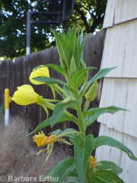 common evening-primrose (<em>Oenothera biennis</em>)