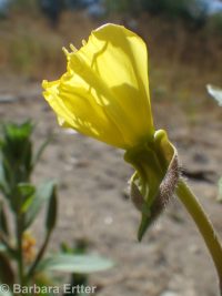 hairy evening-primrose (<em>Oenothera villosa ssp. villosa</em>)