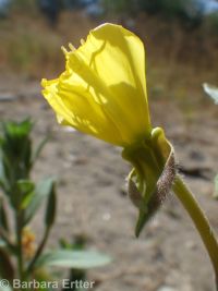 hairy evening-primrose (<em>Oenothera villosa ssp. villosa</em>)