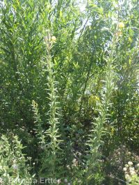 hairy evening-primrose (<em>Oenothera villosa ssp. villosa</em>)