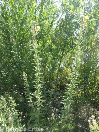 hairy evening-primrose (<em>Oenothera villosa ssp. villosa</em>)