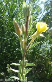 hairy evening-primrose (<em>Oenothera villosa ssp. villosa</em>)