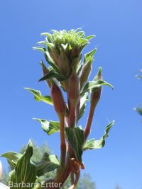 hairy evening-primrose (<em>Oenothera villosa ssp. villosa</em>)