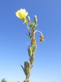 hairy evening-primrose (<em>Oenothera villosa ssp. villosa</em>)