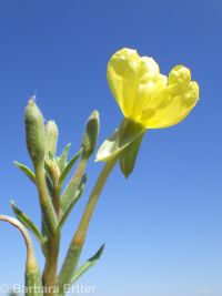 hairy evening-primrose (<em>Oenothera villosa ssp. villosa</em>)