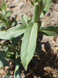 hairy evening-primrose (<em>Oenothera villosa ssp. villosa</em>)
