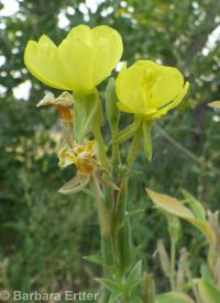hairy evening-primrose (<em>Oenothera villosa ssp. villosa</em>)