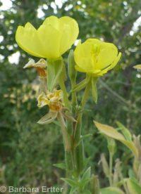 hairy evening-primrose (<em>Oenothera villosa ssp. villosa</em>)
