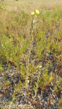 hairy evening-primrose (<em>Oenothera villosa ssp. villosa</em>)
