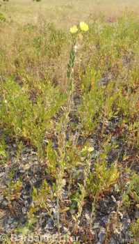 hairy evening-primrose (<em>Oenothera villosa ssp. villosa</em>)