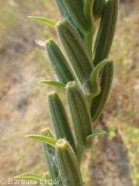 hairy evening-primrose (<em>Oenothera villosa ssp. villosa</em>)