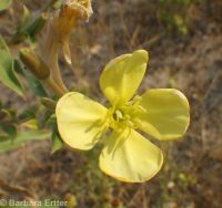 hairy evening-primrose (<em>Oenothera villosa ssp. villosa</em>)