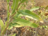 hairy evening-primrose (<em>Oenothera villosa ssp. villosa</em>)