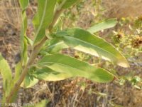 hairy evening-primrose (<em>Oenothera villosa ssp. villosa</em>)