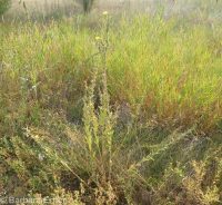hairy evening-primrose (<em>Oenothera villosa ssp. villosa</em>)