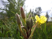 hairy evening-primrose (<em>Oenothera villosa ssp. villosa</em>)