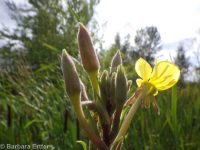 hairy evening-primrose (<em>Oenothera villosa ssp. villosa</em>)