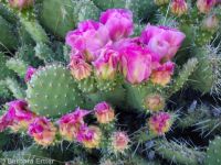 plains or starvation prickly pear (<em>Opuntia polyacantha ssp. polyacantha</em>)