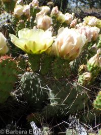 plains or starvation prickly pear (<em>Opuntia polyacantha ssp. polyacantha</em>)