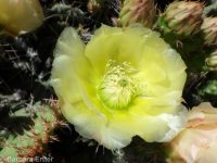 plains or starvation prickly pear (<em>Opuntia polyacantha ssp. polyacantha</em>)