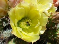 plains or starvation prickly pear (<em>Opuntia polyacantha ssp. polyacantha</em>)