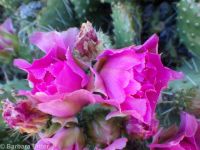 plains or starvation prickly pear (<em>Opuntia polyacantha ssp. polyacantha</em>)