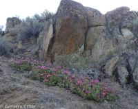 plains or starvation prickly pear (<em>Opuntia polyacantha ssp. polyacantha</em>)