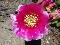 plains or starvation prickly pear (<em>Opuntia polyacantha ssp. polyacantha</em>)